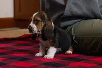 Maggie, a female Basset Hound for sale in Dundee, OH – Photo 2 of 7