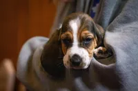 Maggie, a female Basset Hound for sale in Dundee, OH – Photo 1 of 7