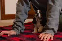 Maggie, a female Basset Hound for sale in Dundee, OH – Photo 3 of 7