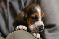 Maggie, a female Basset Hound for sale in Dundee, OH – Photo 6 of 7