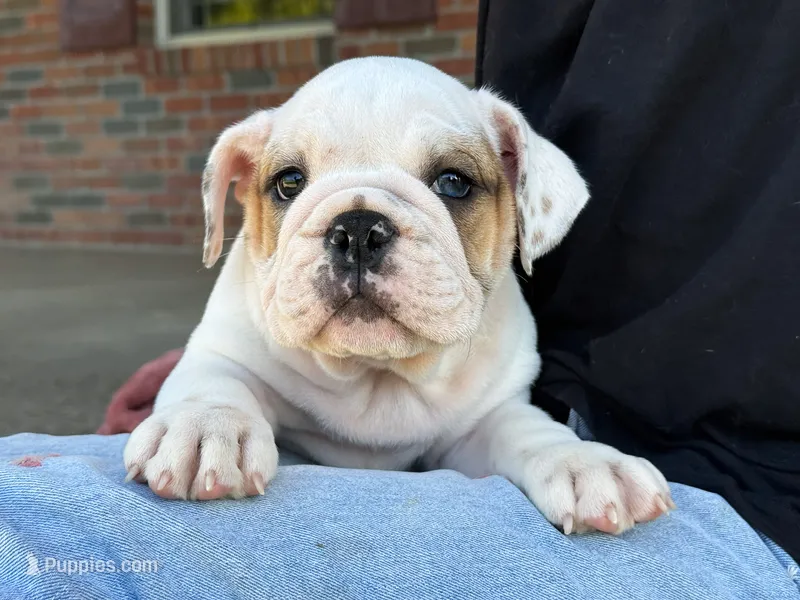 Oliver – English Bulldog puppy for sale in Dundee, OH