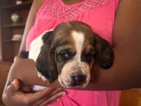 Sophie, a female Basset Hound for sale in Dundee, OH – 2 of 4