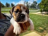 Winston, a male English Bulldog for sale in Dundee, OH – 3 of 6