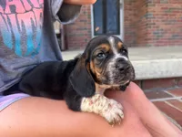 Wilbur, a male Basset Hound for sale in Dundee, OH – 3 of 10