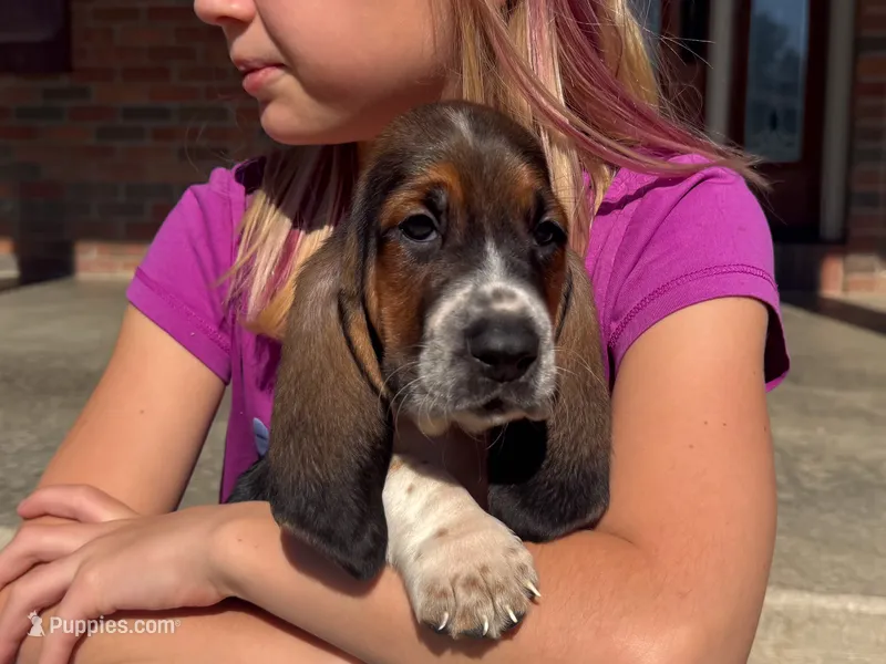 Max – Basset Hound puppy for sale in Dundee, OH