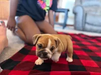 Sarge, a male English Bulldog for sale in Dundee, OH – 4 of 8