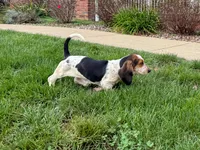 Mabel, a female Basset Hound for sale in Dundee, OH – 7 of 10