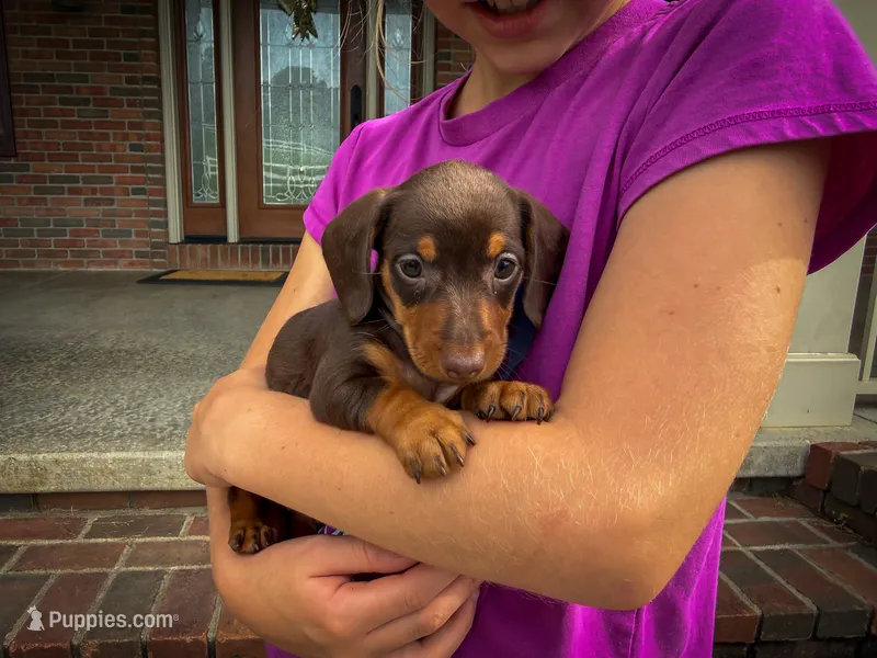 Bailey  – Miniature Dachshund puppy for sale in Dundee, OH