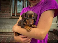 Bailey , a female Miniature Dachshund for sale in Dundee, OH – 1 of 7
