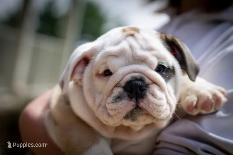 Sterling – English Bulldog puppy for sale in Dundee, OH