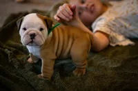 Tony, a male English Bulldog for sale in Dundee, OH – Photo 2 of 8