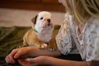 Tony, a male English Bulldog for sale in Dundee, OH – Photo 4 of 8