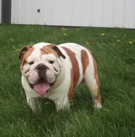 Tony, a male English Bulldog for sale in Dundee, OH – Photo 8 of 8
