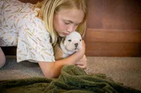 Tony, a male English Bulldog for sale in Dundee, OH – Photo 6 of 8