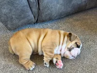 Garth, a male English Bulldog for sale in Dundee, OH – Photo 3 of 10