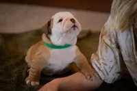 Tony, a male English Bulldog for sale in Dundee, OH – Photo 3 of 8