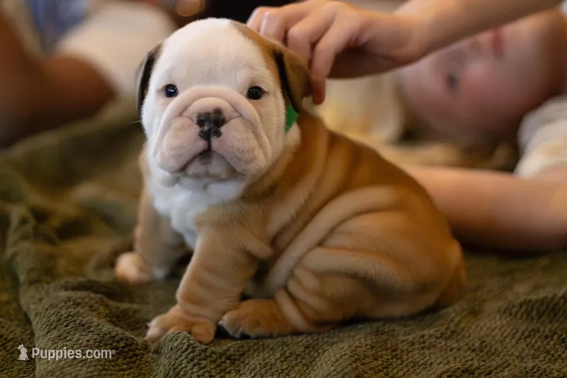 Tony – English Bulldog puppy for sale in Dundee, OH
