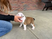 Archie, a male English Bulldog for sale in Dundee, OH – 6 of 8