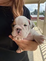Archie, a male English Bulldog for sale in Dundee, OH – 2 of 8