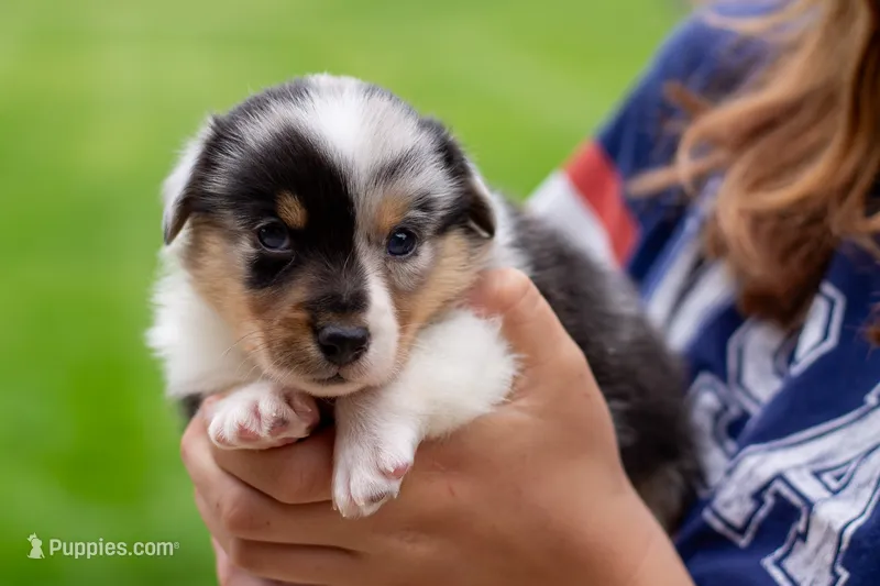 Jasper  – Australian Shepherd, Pembroke Welsh Corgi puppy for sale in Dundee, OH