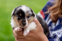 Jasper , a male Australian Shepherd and Pembroke Welsh Corgi for sale in Dundee, OH – 1 of 10