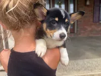 Ivy, a female Pembroke Welsh Corgi for sale in Dundee, OH – 3 of 8