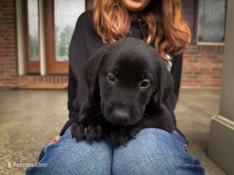 Remi – Labrador Retriever puppy for sale in Dundee, OH