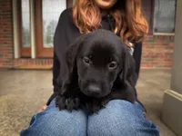 Remi, a female Labrador Retriever for sale in Dundee, OH – 1 of 6