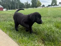 Duke, a male Labrador Retriever for sale in Dundee, OH – 3 of 6