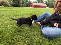Ace, a male Labrador Retriever for sale in Dundee, OH – 4 of 6