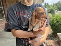 Bambi, a female Basset Hound for sale in Dundee, OH – 2 of 5