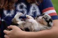 Jasper , a male Australian Shepherd and Pembroke Welsh Corgi for sale in Dundee, OH – 2 of 10