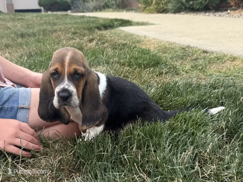 Waylon – Basset Hound puppy for sale in Dundee, OH