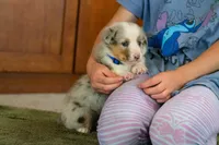 Blue, a male Australian Shepherd and Pembroke Welsh Corgi for sale in Dundee, OH – 8 of 10