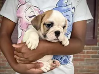 Fiona, a female English Bulldog for sale in Dundee, OH – 2 of 10