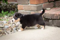 Grant, a male Australian Shepherd and Pembroke Welsh Corgi for sale in Dundee, OH – 3 of 9