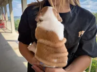 George, a male English Bulldog for sale in Dundee, OH – 5 of 9