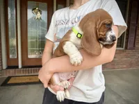 Copper, a male Basset Hound for sale in Dundee, OH – 5 of 7