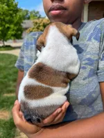 Winston, a male English Bulldog for sale in Dundee, OH – 2 of 6