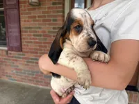 Mabel, a female Basset Hound for sale in Dundee, OH – 5 of 8
