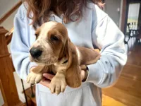 Scarlett, a female Basset Hound for sale in Dundee, OH – 3 of 5