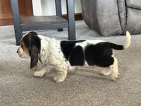 Mabel, a female Basset Hound for sale in Dundee, OH – 4 of 8