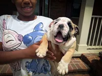Penelope , a female English Bulldog for sale in Dundee, OH – 5 of 7
