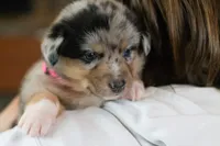 Angel, a female Australian Shepherd and Pembroke Welsh Corgi for sale in Dundee, OH – 3 of 8