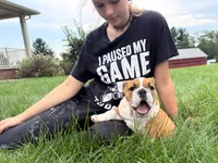 Charlie , a male English Bulldog for sale in Dundee, OH – 9 of 9