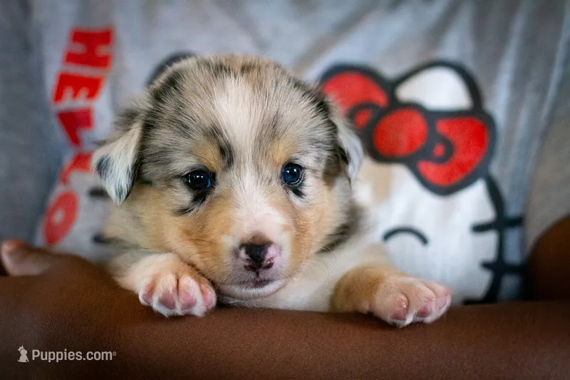 Cody – Australian Shepherd, Pembroke Welsh Corgi puppy for sale in Dundee, OH
