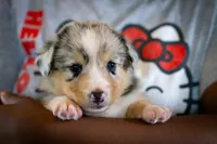 Cody, a male Australian Shepherd and Pembroke Welsh Corgi for sale in Dundee, OH – 1 of 10