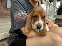 Blair, a female Basset Hound for sale in Dundee, OH – 2 of 5