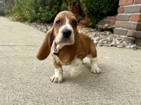 Blair, a female Basset Hound for sale in Dundee, OH – 4 of 5