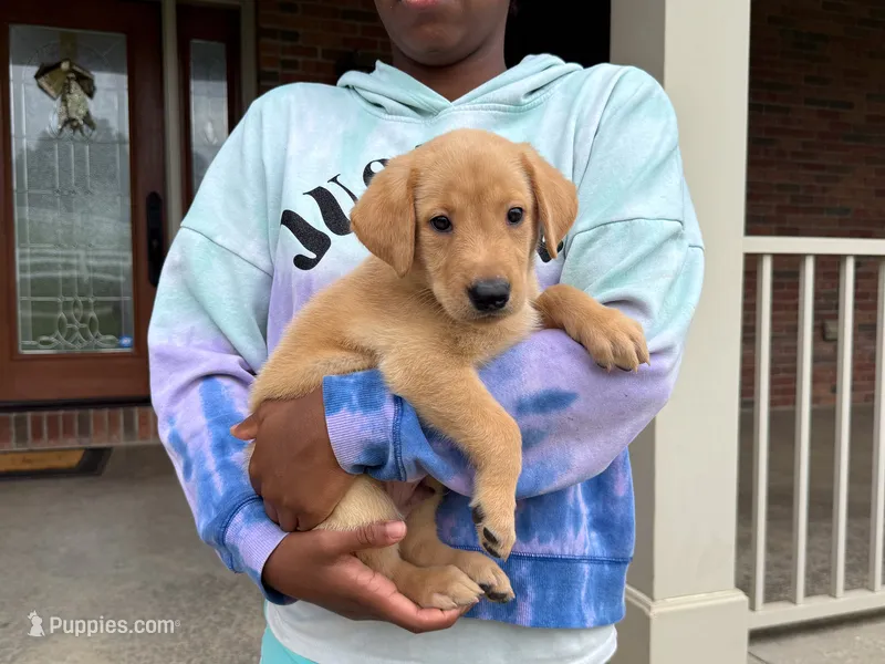 Jake – Labrador Retriever puppy for sale in Dundee, OH